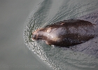 California sea lion glides by in Newport Bay.
